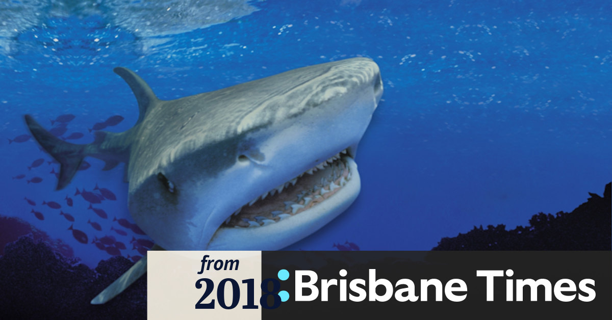 Shark Attacks Could Take Bite Out Of Queensland S Tourism Sector