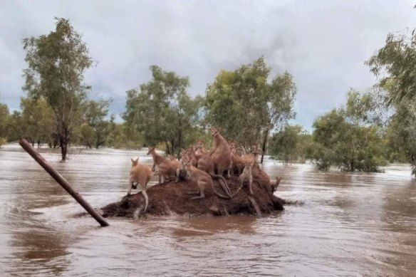 Wallabies crowd on a lump of dry land near Fitzroy Crossing.