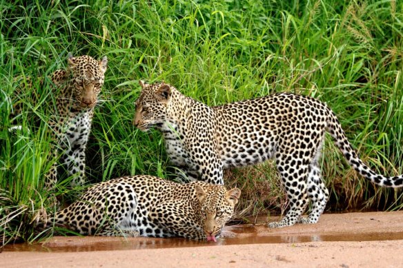 Leopard spotting.