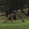 Kangaroos caught on film brawling in Stradbroke Island park