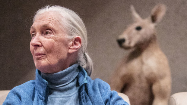 Jane Goodall during a visit to Brisbane in 2017 to meet students and teachers involved in her foundation's Roots and Shoots school program.