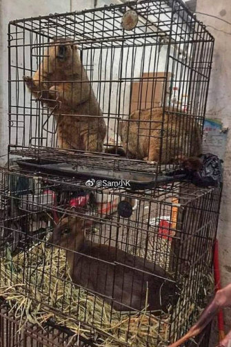An image of a bamboo rat caged on top of a deer allegedly sold at the Wuhan seafood market has circulated online. 