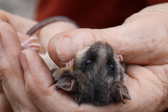 Getting a helping hand: Mountain pygmy possums need some extra help after bushfires destroyed their food source.