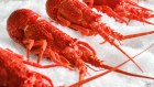 China has not yet lifted its import ban on Australian lobsters.