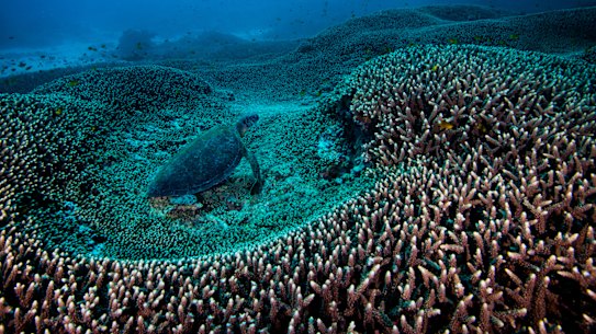 The Great Barrier Reef has had its outlook downgraded in a further sign that scientists fear for the future of the world's largest reef system as climate change and other threats mount.