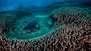 The Great Barrier Reef has had its outlook downgraded in a further sign that scientists fear for the future of the world's largest reef system as climate change and other threats mount.