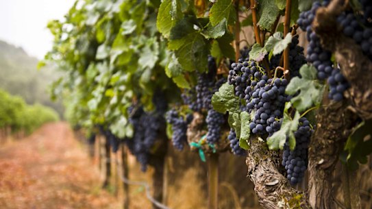 Treasury Wine is closing down one of its wineries and selling two vineyards.