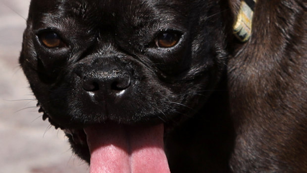 A dog sticks his tongue out in Lille, France.