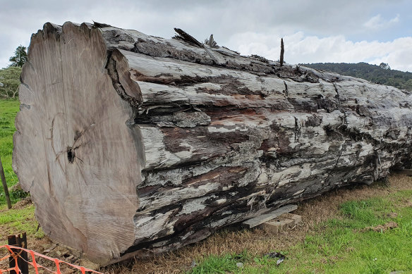 Ancient kauri trees are often found on New Zealand’s North Island perfectly preserved in salt marshes.