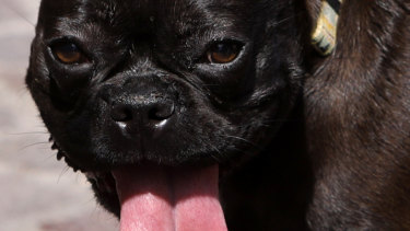 A dog sticks his tongue out in Lille, France.