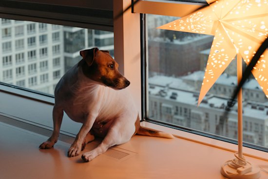 There are many ways to keep pets safe during the silly season.