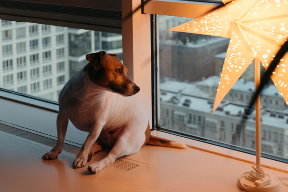 There are many ways to keep pets safe during the silly season.