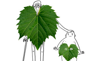 Do older vines produce better wine in Australia?