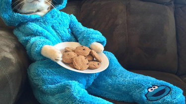 United States officials in Australia have blamed a training error for a meeting invitation containing a photo of a pyjama-wearing cat. 