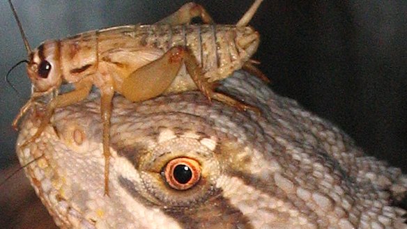An Australian bearded dragon waits patiently for a cricket to become lunch.