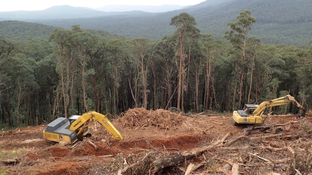 A clear-felled forest in Victoria's central highlands.