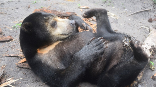 Hitam the sun bear, pictured at the Orangutan Foundation International care centre in Borneo.