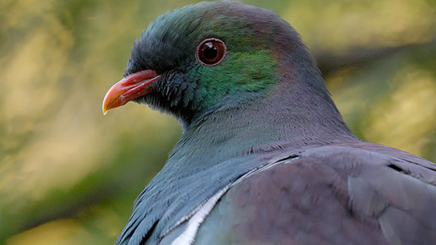The kereru, a colourful wood pigeon, has been crowned the winner of the annual public competition.