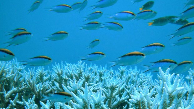 Fish swim past a coral formation on Queensland’s Great Barrier Reef – one of the World Heritage reefs at risk.