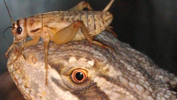 An Australian bearded dragon waits patiently for a cricket to become lunch.