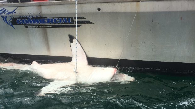 Department of Primary Industries researchers tag and release sharks caught by nets and SMART drum lines in NSW.