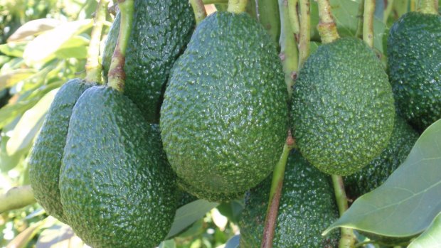 About four tonnes of avocados were allegedly stolen from two south-east Queensland orchards during 2017 and 2018.