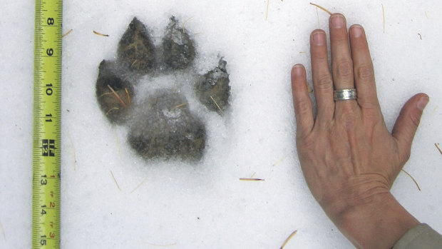 Western gray wolf tracks in the north Keating Wildlife Management Unit in Baker County. 