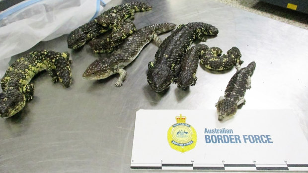 The lizards found in a Japanese woman's luggage at Melbourne Airport 