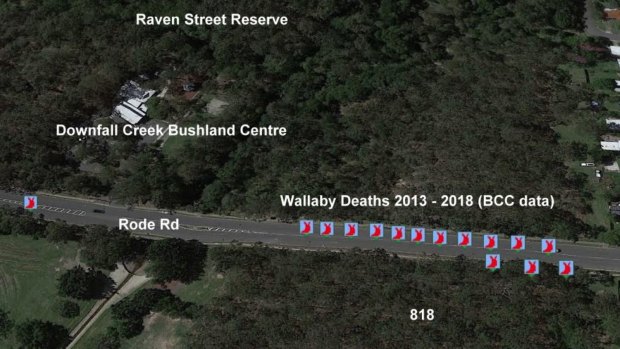 Eighteen wallabies have died in the past five years on a small section of Rode Road at Chermside trying to cross from Downfall Creek to the six hectares of bushland. Other deaths are just outside the picture border.