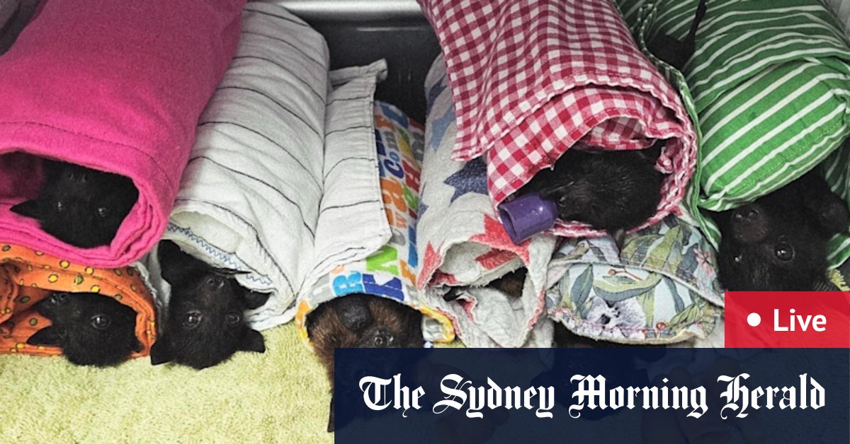 Call to use existing laws to seize and impound electric motorbikes; Woman allegedly rams two police vehicles with stolen car; Waterways to be tested for animal DNA