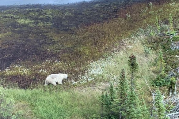 Searchers have encountered a polar bear was during the manhunt for Kam McLeod and Bryer Schmegelsky in northern Manitoba. 