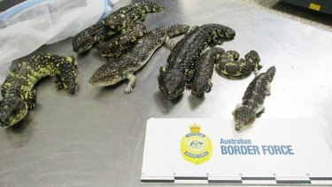 Rights violation: Japanese woman held at airport allegedly had 19 lizards in her suitcase Bb17640a59b848c236f2339622fa7a8e6b22ea23