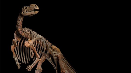 The Muttaburrasaurus has convincingly won the title of Queensland’s State Fossil.