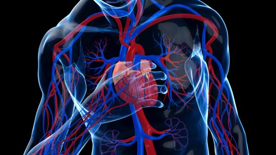 Australian researchers have for the first time discovered COVID-19 causes DNA damage to the heart, giving clues to why the diseases causes heart complications in some people.