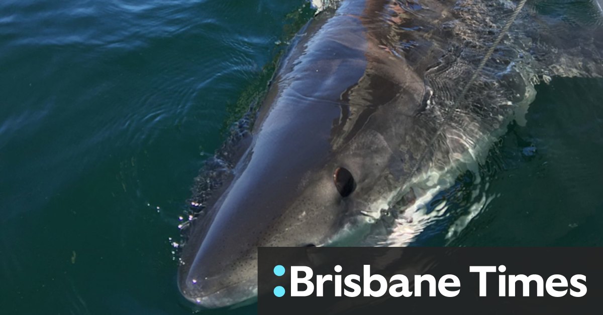 Little Bay shark attack: SMART deterrent urged by Sydney's coastal councils - Vimarsana News