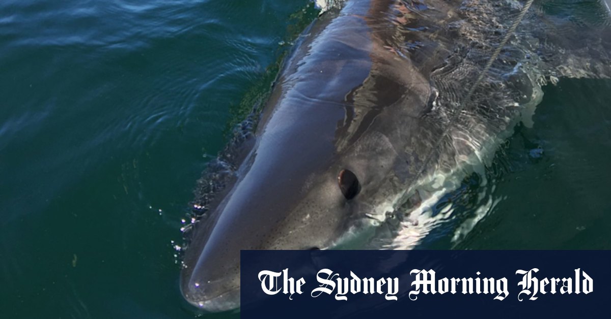 Little Bay shark attack: SMART deterrent urged by Sydney's coastal councils - Vimarsana News
