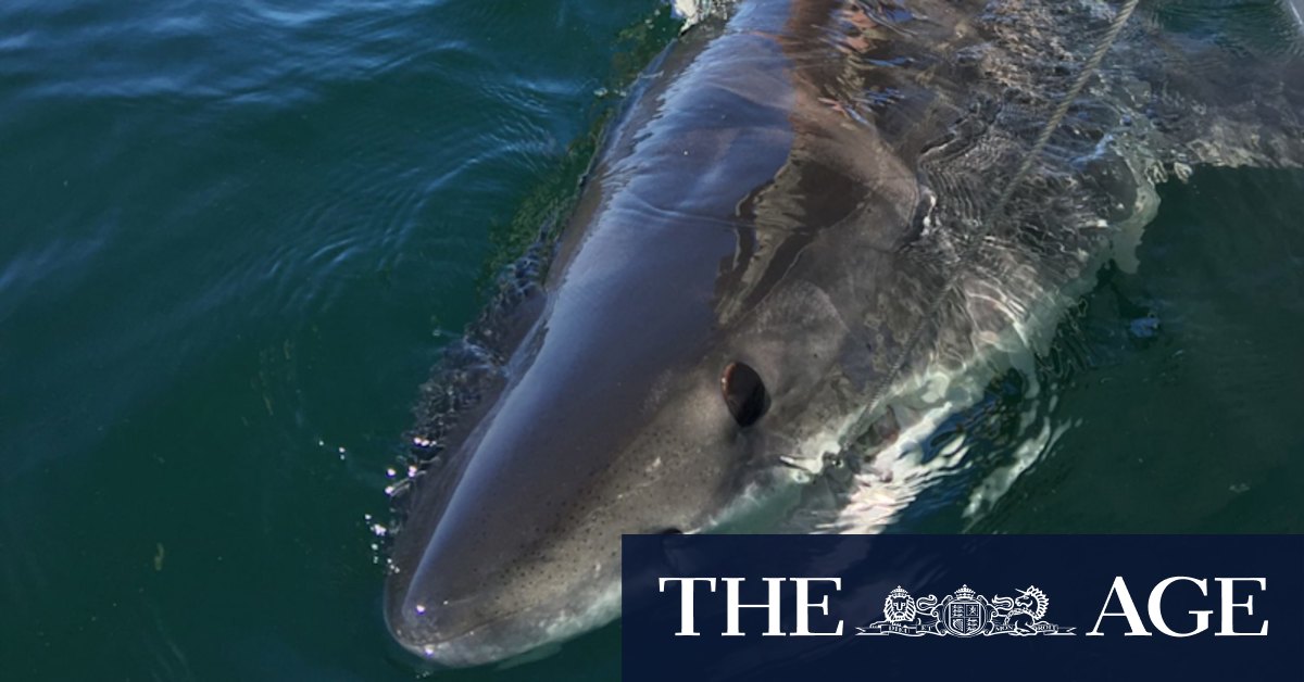 Little Bay shark attack: SMART deterrent urged by Sydney's coastal councils - Vimarsana News