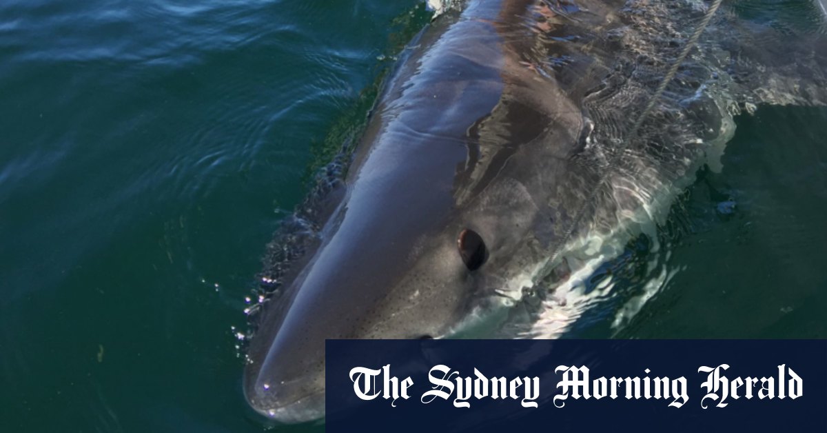 Little Bay shark attack: SMART deterrent urged by Sydney’s coastal councils