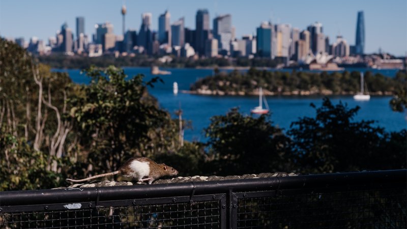 The icky problem facing cities because of global warming