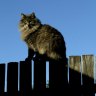 Neighbours have right to retrieve lost balls, cats under new Belgian law