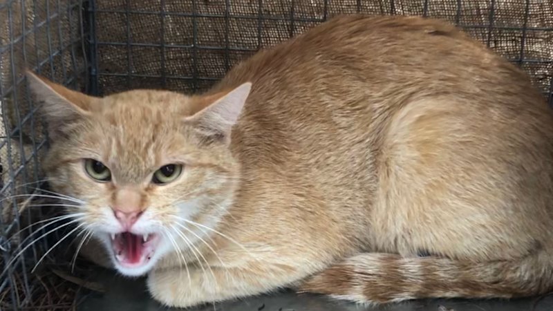 ‘Long time coming’: The days of free-roaming cats could be numbered in WA