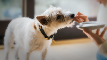Understand how supplements can help pet nutrition.