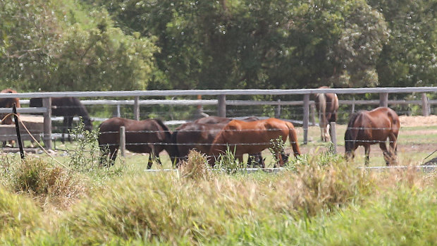 Horses are seen at the Meramist Abattoir in Caboolture, north of Brisbane on Friday.