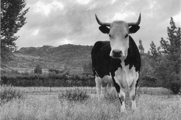 Neill's cow, named after actress Helena Bonham Carter, describes her as the most accomplished intelligent actress imaginable and a dear friend.