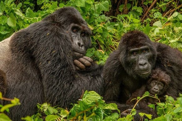A silverback and family from the Mubare group of gorillas in Uganda’s Bwindi Impenetrable National Park.