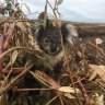 Land-clearing farmer fined over mass koala deaths