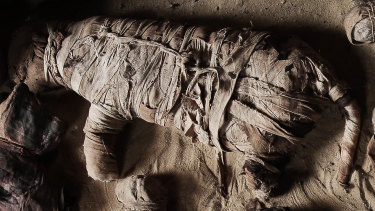 Taking Your Cat To The Afterlife Mummified Moggies Found In Egypt