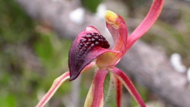 The Thick Lip Spider Orchid, a threatened plant. 