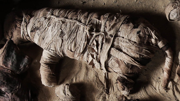 A mummified cat inside a tomb at an ancient necropolis near Egypt's famed pyramids in Saqqara, Giza, Egypt.