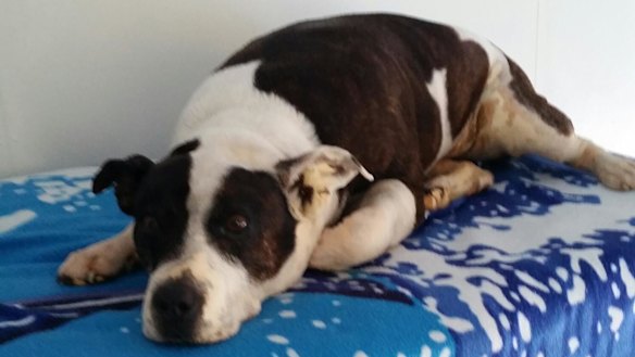 Oddball today: after he died five years ago, his owner had him preserved.